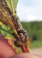 Saucrobotys futilalis