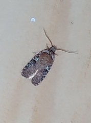 Agonopterix purpurea