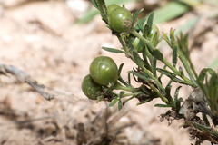 Menodora integrifolia