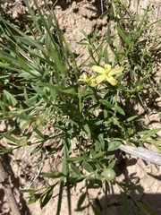 Menodora integrifolia