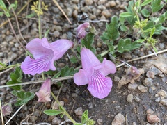 Dicerocaryum senecioides