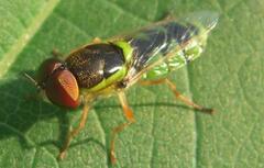 Odontomyia cincta