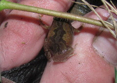 Microhyla nilphamariensis