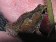 Microhyla nilphamariensis