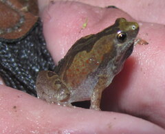Microhyla nilphamariensis