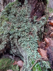 Cladonia digitata
