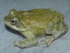 Duttaphrynus stomaticus