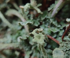 Cladonia digitata