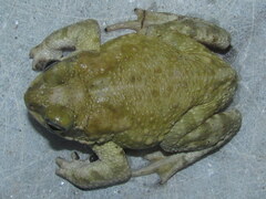 Duttaphrynus stomaticus