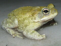 Duttaphrynus stomaticus