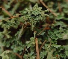 Cladonia digitata