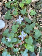 Viola floridana
