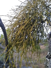 Viscum articulatum