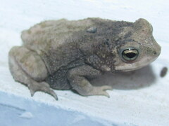 Duttaphrynus stomaticus