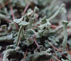Cladonia digitata