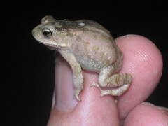 Duttaphrynus stomaticus