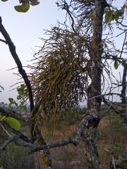 Viscum articulatum