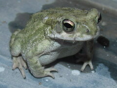 Duttaphrynus stomaticus