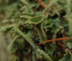 Cladonia digitata