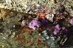 Haliclona implexiformis