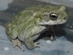 Duttaphrynus stomaticus