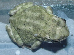 Duttaphrynus stomaticus