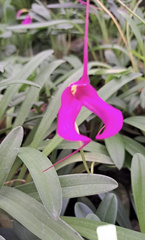 Masdevallia veitchiana