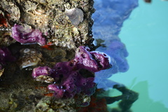 Haliclona implexiformis