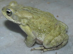 Duttaphrynus stomaticus