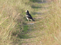 Gracupica floweri