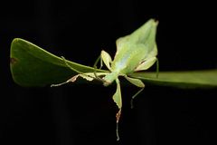 Phylliini