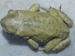 Duttaphrynus stomaticus