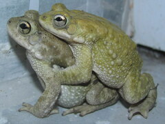 Duttaphrynus stomaticus