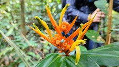 Heliconia longiflora