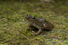 Staurois tuberilinguis