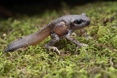 Leptobrachium
