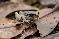 Leptobrachella