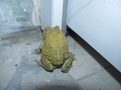 Duttaphrynus stomaticus