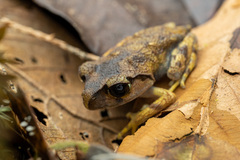 Leptobrachium