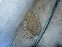 Duttaphrynus stomaticus