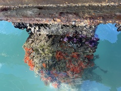 Haliclona implexiformis