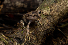 Leptobrachium