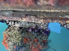 Haliclona implexiformis