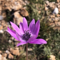 Anemone hortensis