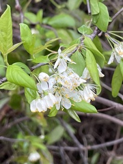 Prunus angustifolia