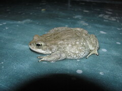 Duttaphrynus stomaticus