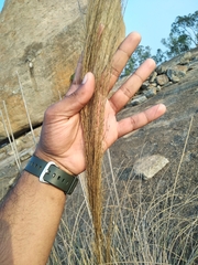 Panicoideae