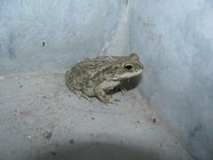 Duttaphrynus stomaticus