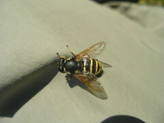 Sericomyia