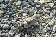 Sphingonotus pachecoi